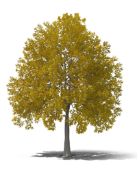 CAPODACQUA PAOLO